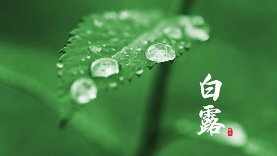 白露时节｜露从今夜白，草上露水凝，天渐凉勿露身